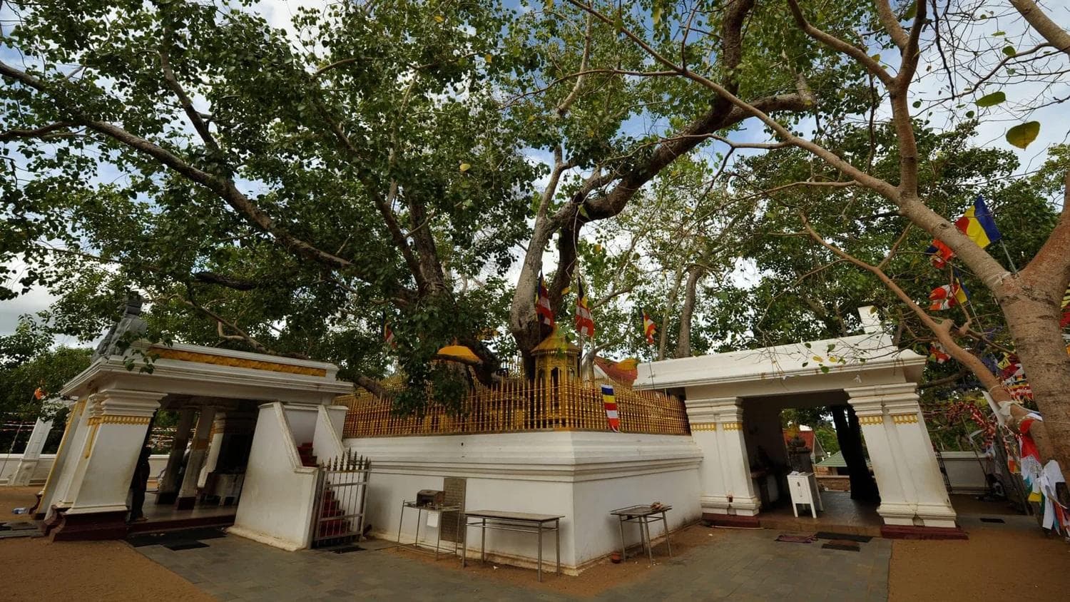 Anuradhapura’s Sacred Heart: Jaya Sri Maha Bodhi