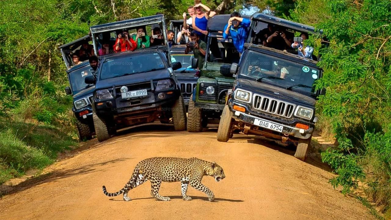 Wilpattu Wilderness: Private Jeep Safari into the Leopard's Lair
